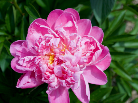 a fluffy magenta peony with some yellow in the center