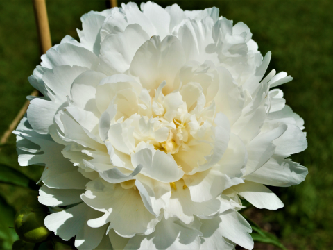 a fluffy white peony