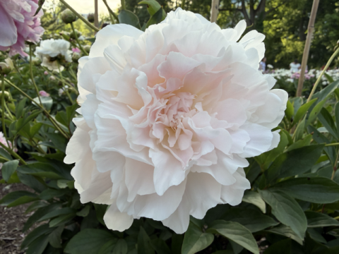 a fluffy white peony with a pale pink center
