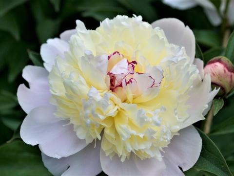 white peony with cream center