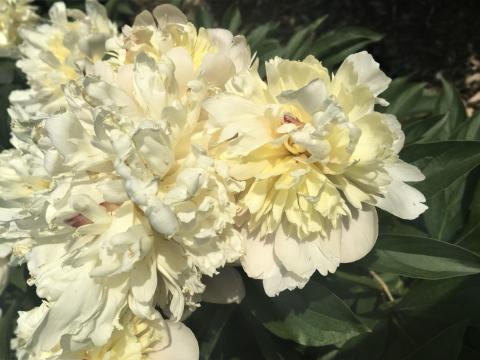 cream peony flowers