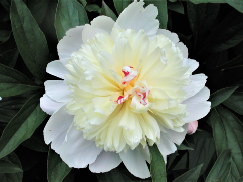white peony with small specs of hot pink in the center