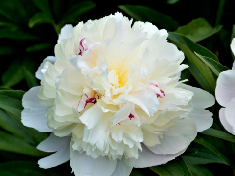 white fluffy peony with a dark purple specs