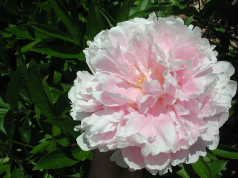 a fluffy light pink peony