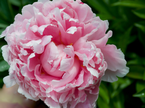 a fluffy light pink peony