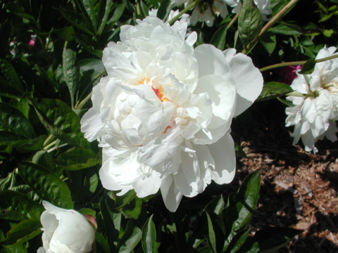 a fluffy white peony