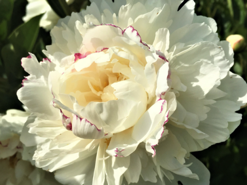 a fluffy white peony with some magenta specks