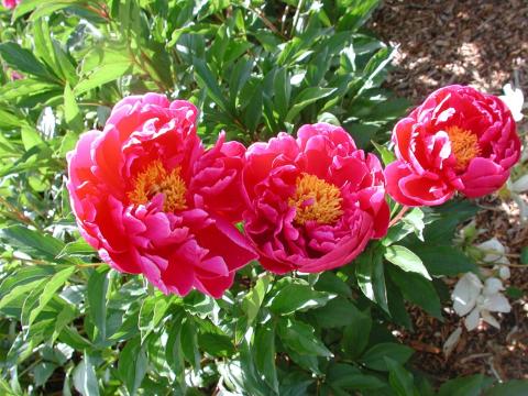Three bright pink peony flowers with yellow centers
