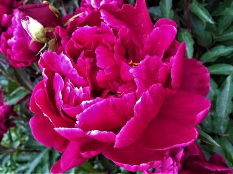 Bright dark pink peony half open