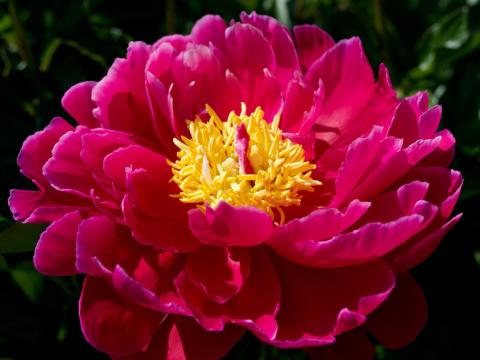 bright pink peony with yellow center