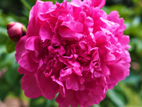 a fluffy magenta peony