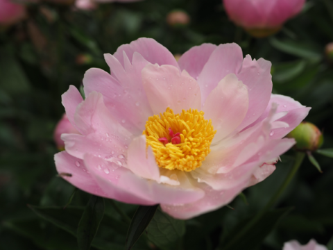 a pinky/purple peony with a yellow center