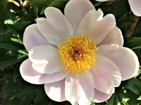 a white peony with light pink hues and a yellow center