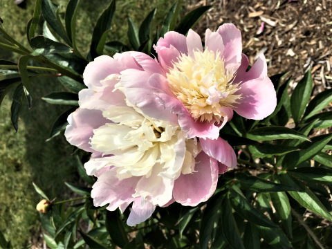 a light pink peony with a spiky off-white center