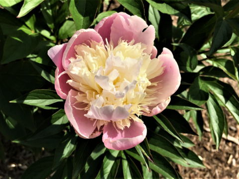 light pink peony with a spiky off-white center