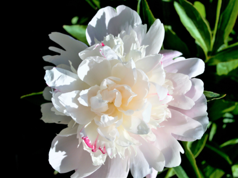 a white peony with pink specks