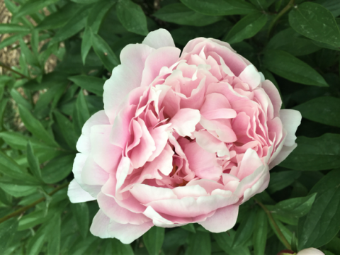 a fluffy light pink peony