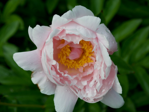 a half bloomed light pink peony with a yellow center