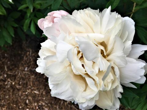 white peony flower
