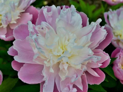 oink peony with cream center