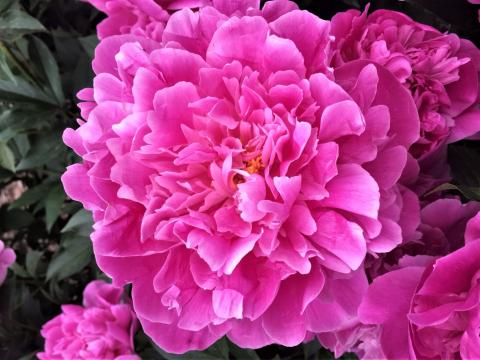 Bright pink peony flower