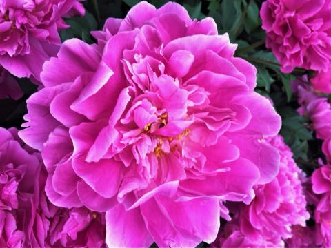 bright pink peony flower 