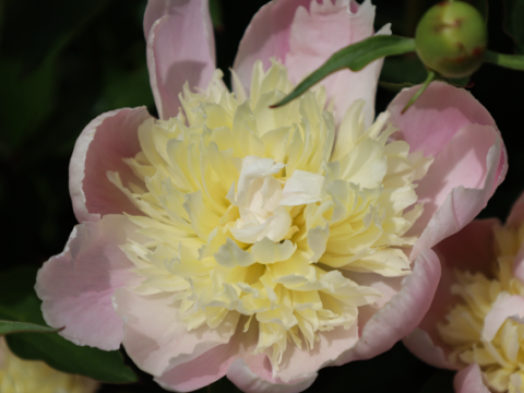 light pink peony with a spiky off-white/yellow center
