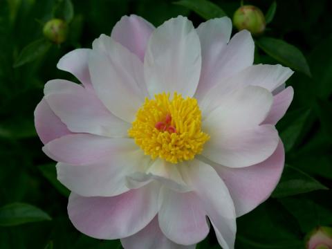 pink peony with yellow center
