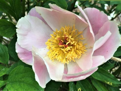 soft pink peony with yellow center