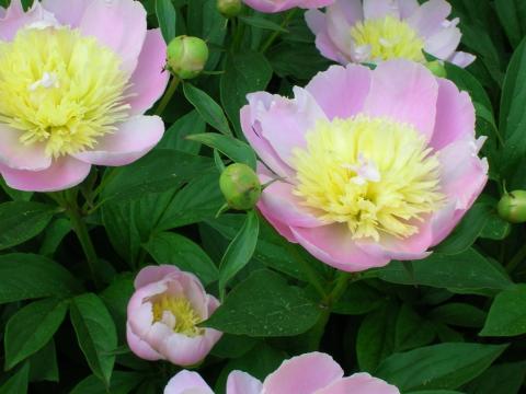 pink flower with yellow center