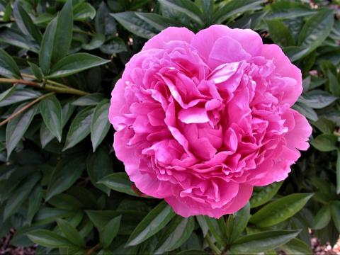 bright pink peony flower