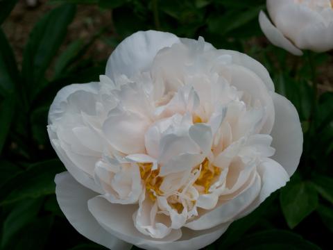 white peony flower with yellow center 