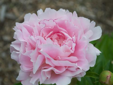 pink peony flower