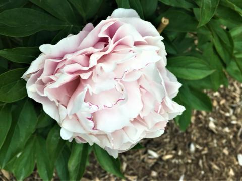 light pink peony 