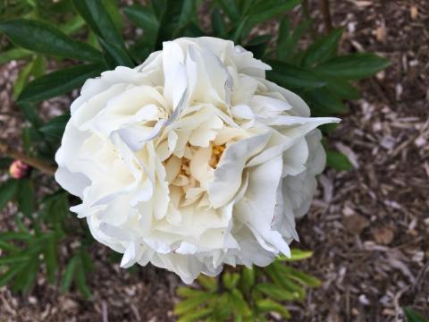 full white peony
