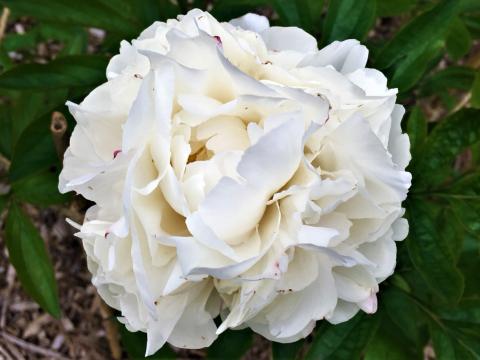 white peony