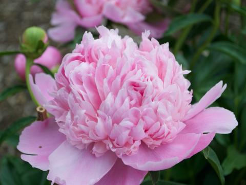 pink peony flower
