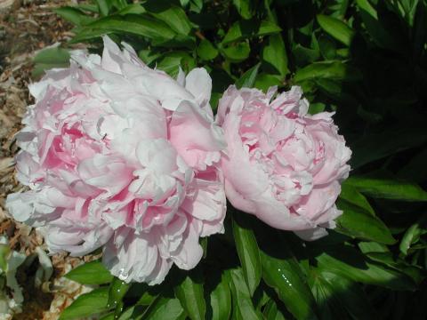 two light pink peony flowers