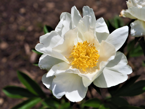 white peony with a yellow center