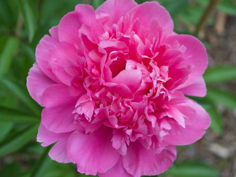 bright pink peony flower