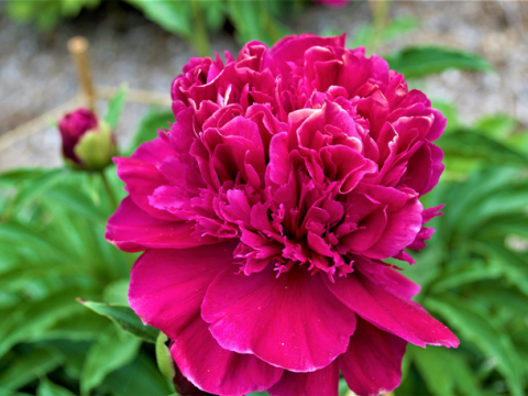 a fluffy magenta peony