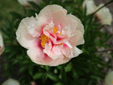 a not fully bloomed pale pink peony with a magenta and yellow center