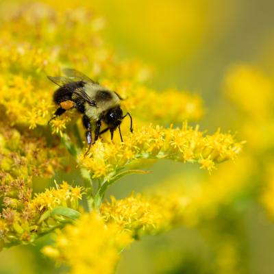 Bee on goldenrod