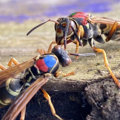 Two paper wasps interact inside a vespiary at Matthaei Botanical Gardens. Scientists are studying wasp interactions to learn how important cooperation is for these insects’ success. Photo credit: Emily Laub, used with permission.