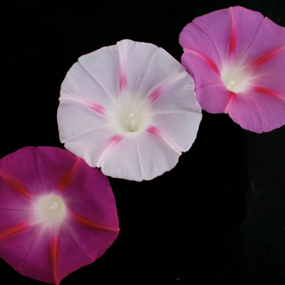 morning glory flowers in dark pink, light pink, and white