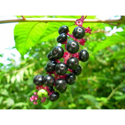 Ripe pokeweed berries