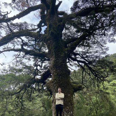 Timothy Cernak, an assistant professor from the University of Michigan’s Department of Chemistry and College of Pharmacy, stands in front of a Chinese hemlock tree (Tsuga chinensis) in its native Taiwan. Cernak thinks that the pool of organic molecules that the tree emits from its leaves could help control the spread of an invasive hemlock pest wrecking havoc in eastern North America.