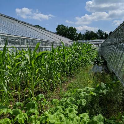 Fox blue corn and Illini squash plants growing at Matthaei Botanical Gardens in the summer of 2020.