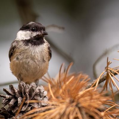 Black-Capped Chickadee on pine branch near a pinecone