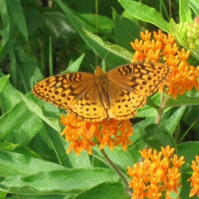 Great Spangled Fritillary on orange butterfly weed flower